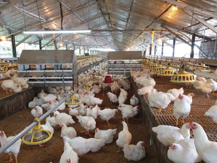 90% of animal farms across the island closed