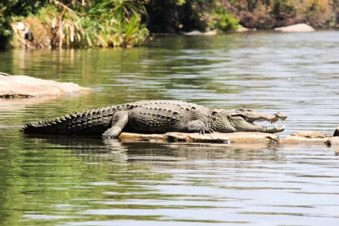 A 7-year-old boy is missing after being dragged by a crocodile.